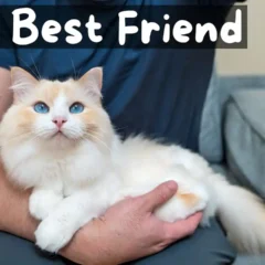 Ragdoll Cat Youtube featured image