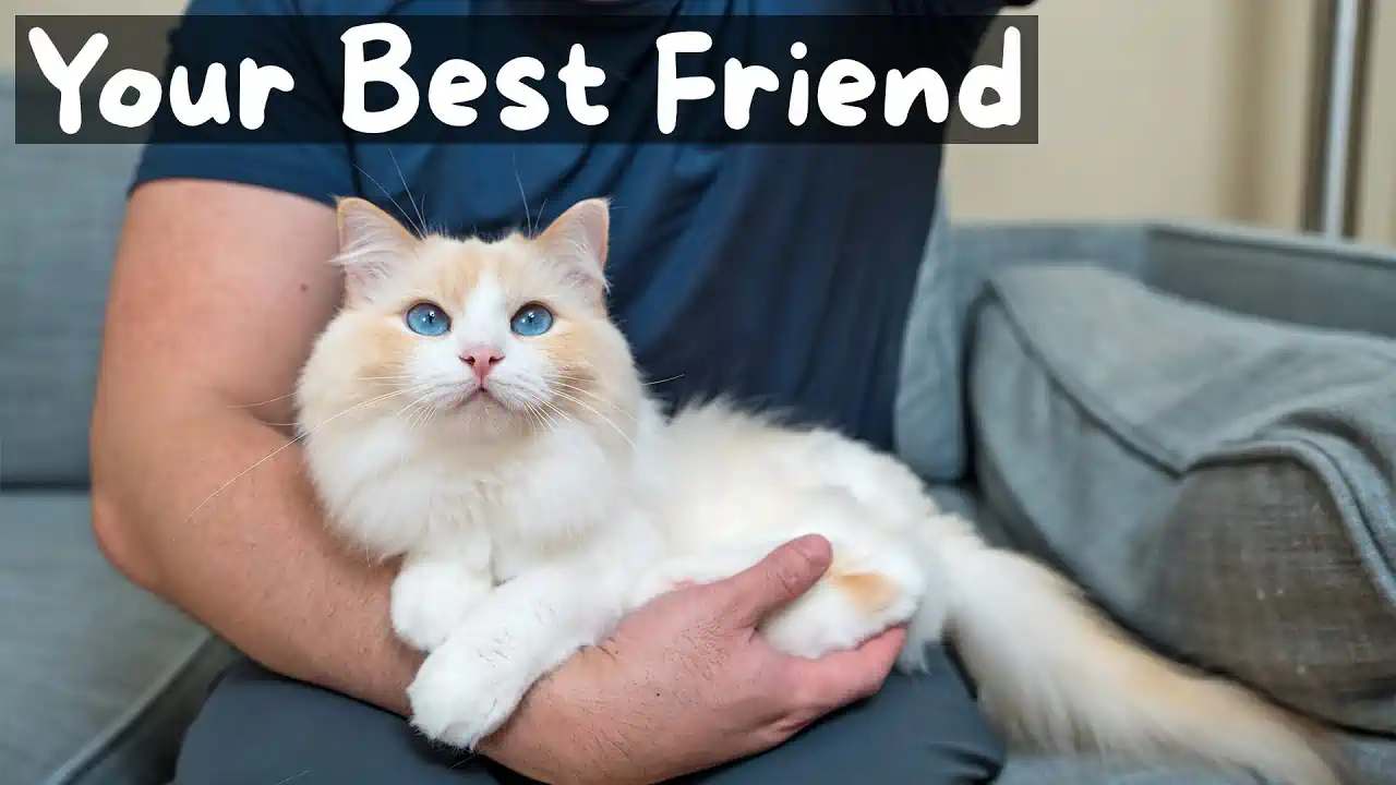 Ragdoll Kittens for Sale Kinning Park Recreation